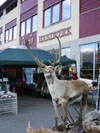 Norway reindeer