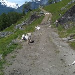 Sheep up in Geiranger Mountain Path