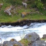 Sheep by Gieranger water