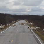 A herd of reindeers crossing road