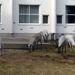 reindeers in Finland