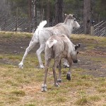 Reindeers in Sami Park in Norway
