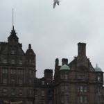 bird over Scotland